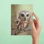 Small Baby Owl | Ontarios Postcard<br><div class="desc">Small baby owl</div>