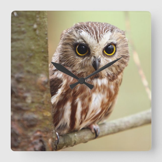 Small Baby Owl | Ontarios Square Wall Clock (Front)
