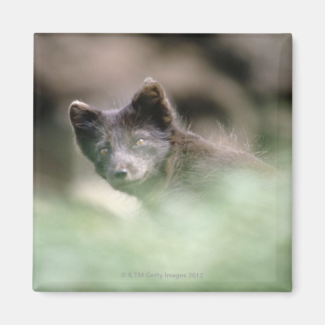 Small Black Wolf Magnet (Front)