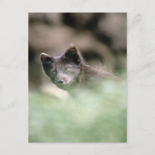Small Black Wolf Postcard
