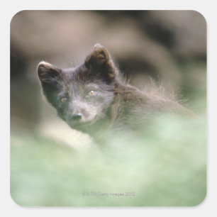 Small Black Wolf Square Sticker