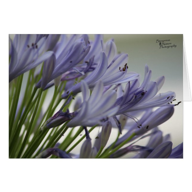 Small Blooms(5.0) (Front Horizontal)