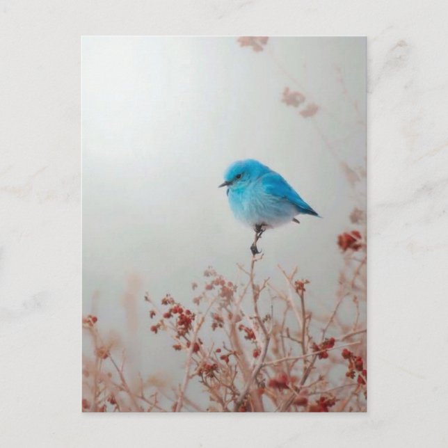 Small blue bird postcard (Front)