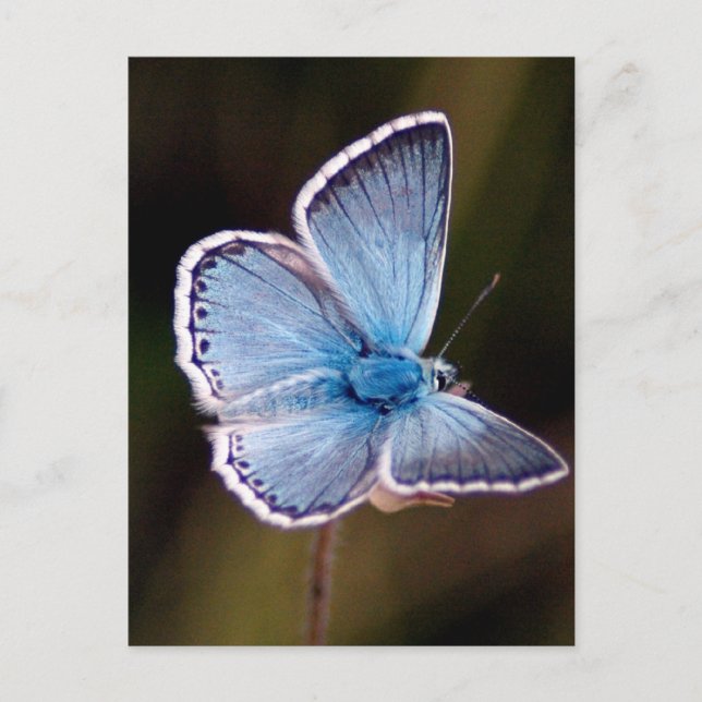 Small Blue Butterfly Postcard (Front)