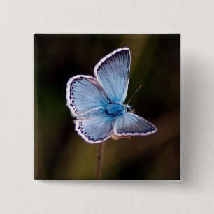 Small Blue Butterfly Square Pin