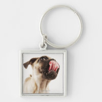 Small Breed of Dog with Short Muzzled Face