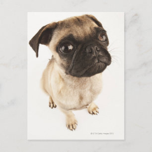 Small breed of dog with short muzzled face postcard