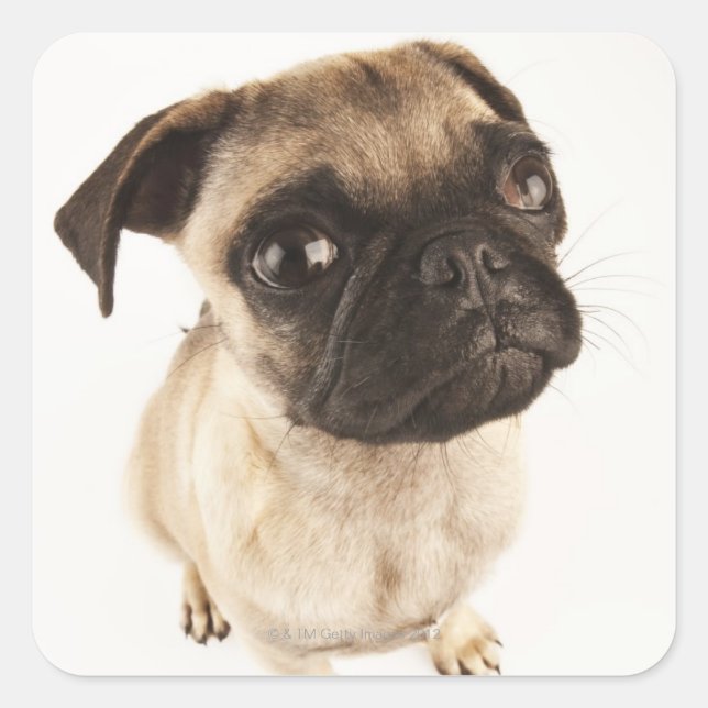 Small breed of dog with short muzzled face square sticker (Front)