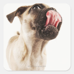 Small Breed of Dog with Short Muzzled Face Square Sticker