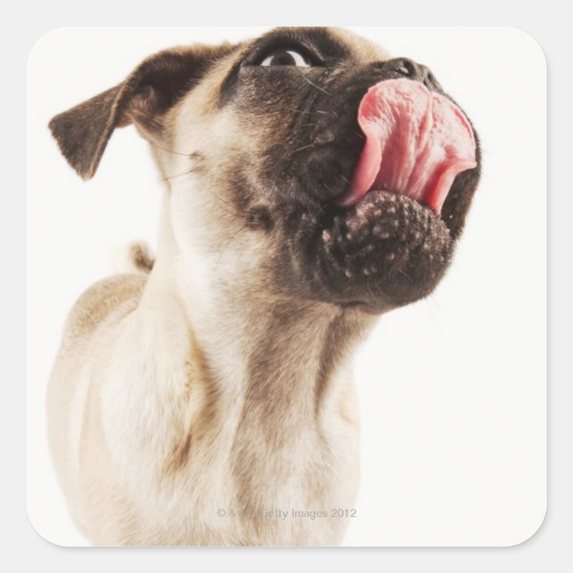 Small Breed of Dog with Short Muzzled Face Square Sticker (Front)