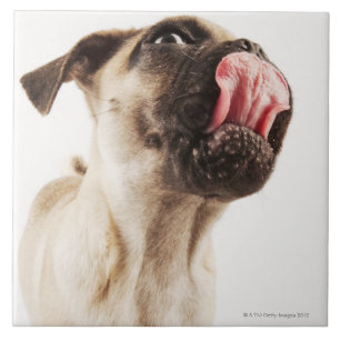 Small Breed of Dog with Short Muzzled Face Tile