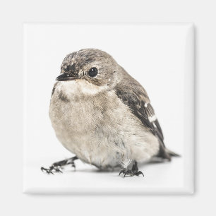 Small Brown Garden Bird Photo Magnet