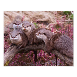 Small Clawed Otters Print