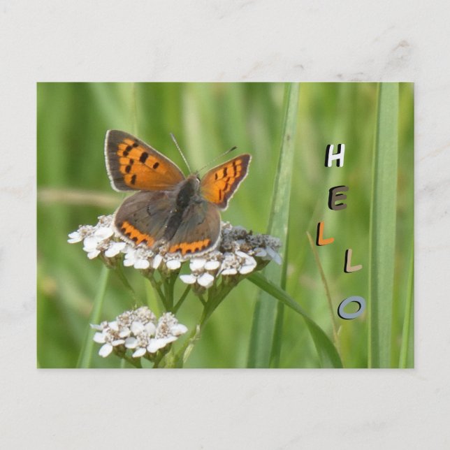Small Copper Butterfly Cust. HELLO Postcard (Front)