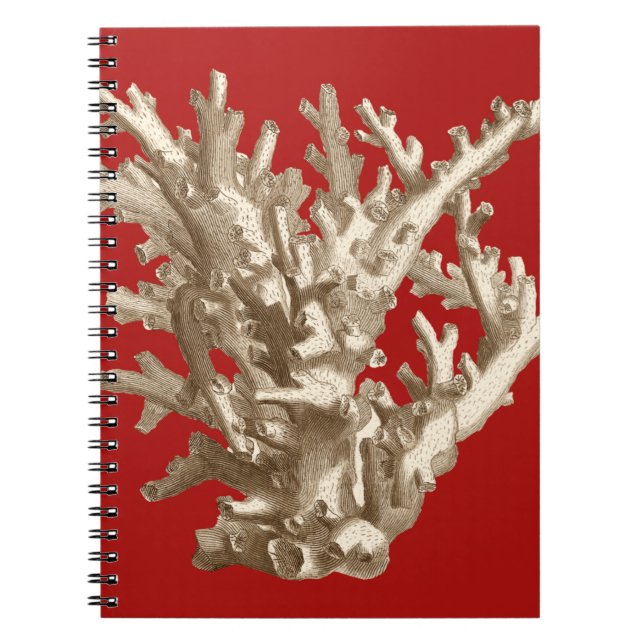 Small Coral in Red Notebook (Front)