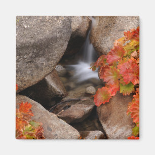Small creek in autumn, California Magnet