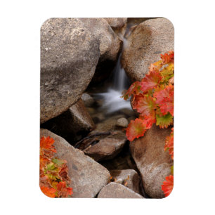 Small creek in autumn, California Magnet