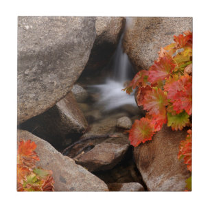 Small creek in autumn, California Tile