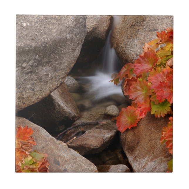 Small creek in autumn, California Tile (Front)