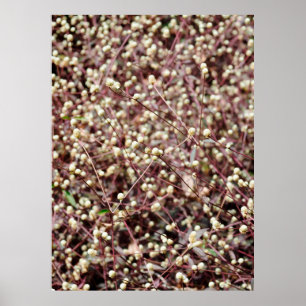 Small cute little ball shaped form wild white bush poster