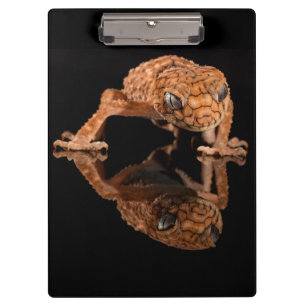Small Cute Lizard Reptile with Reflection Clipboard