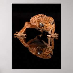 Small Cute Lizard Reptile with Reflection Poster