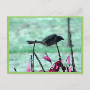 Small Cute Sparrow Flying In The Bushes With Red L Postcard