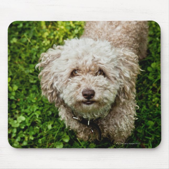 Small dog looking up at camera mouse pad (Front)