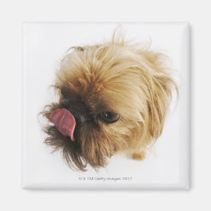 Small dog on white background, high angle view magnet