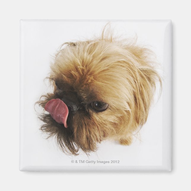 Small dog on white background, high angle view magnet (Front)