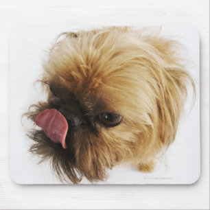 Small dog on white background, high angle view mouse pad