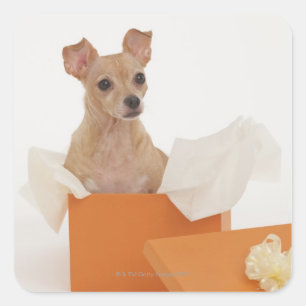 Small dog sitting in gift box square sticker