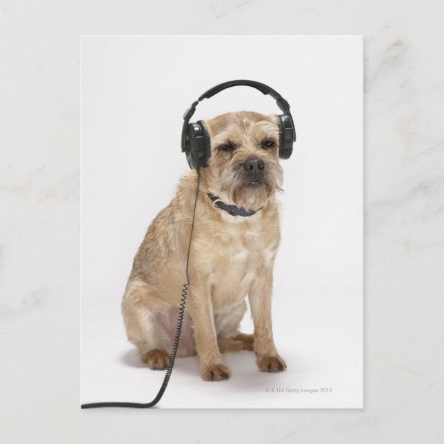 Small dog wearing headphones postcard (Front)
