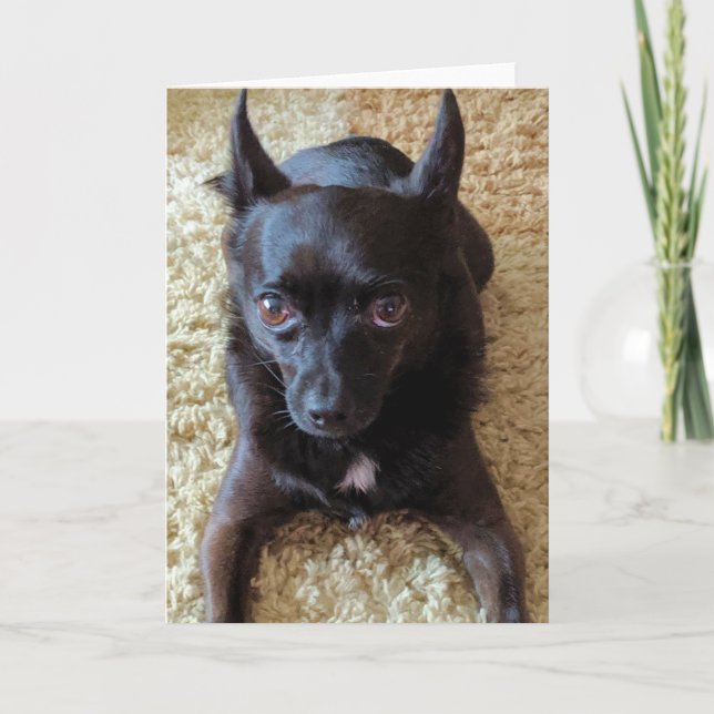 Small Dogs Standard, 5" x 7" Folded Greeting Card (Front)