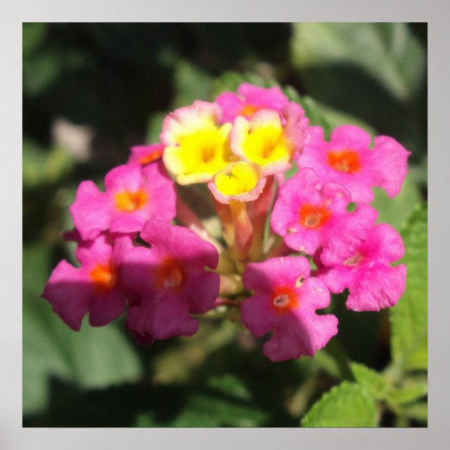 Small Flowers Poster (Front)