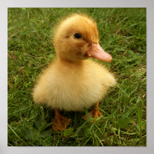 small funny birds poster