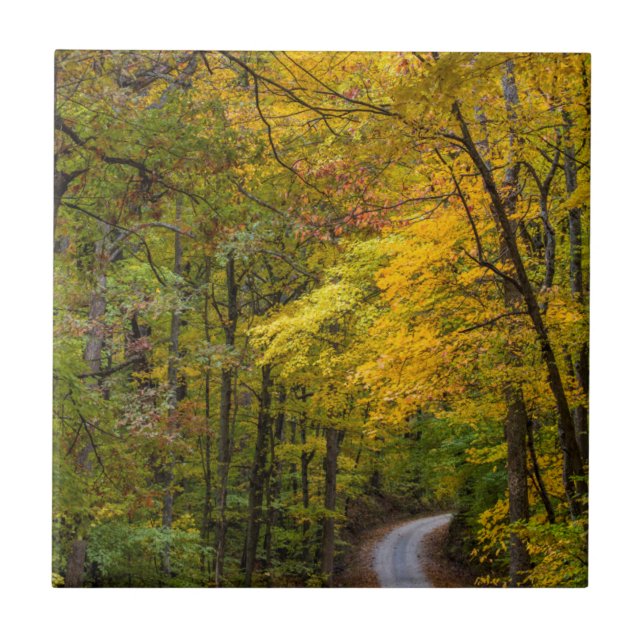 Small Gravel Road Lined With Autumn Colour Ceramic Tile (Front)