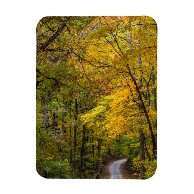 Small Gravel Road Lined With Autumn Colour Magnet (Vertical)
