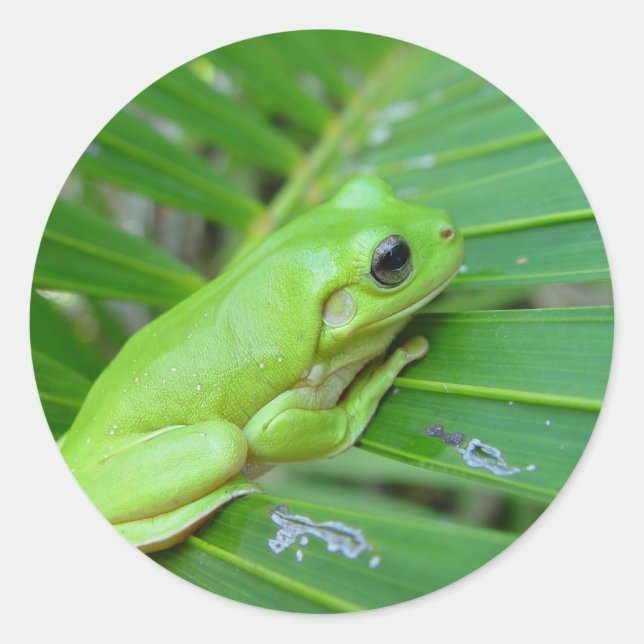Small Green Frog Classic Round Sticker (Front)