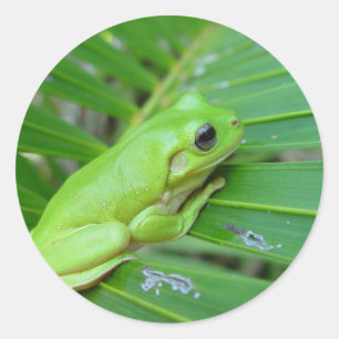 Small Green Frog Classic Round Sticker