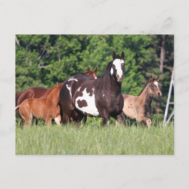 Small Group Of Horses Of Different Colours Postcard (Front)