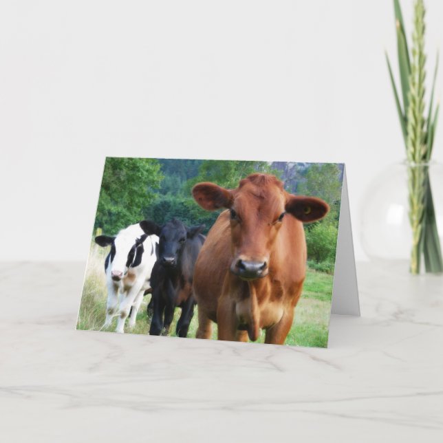 Small Herd of Three Cows Card (Front)
