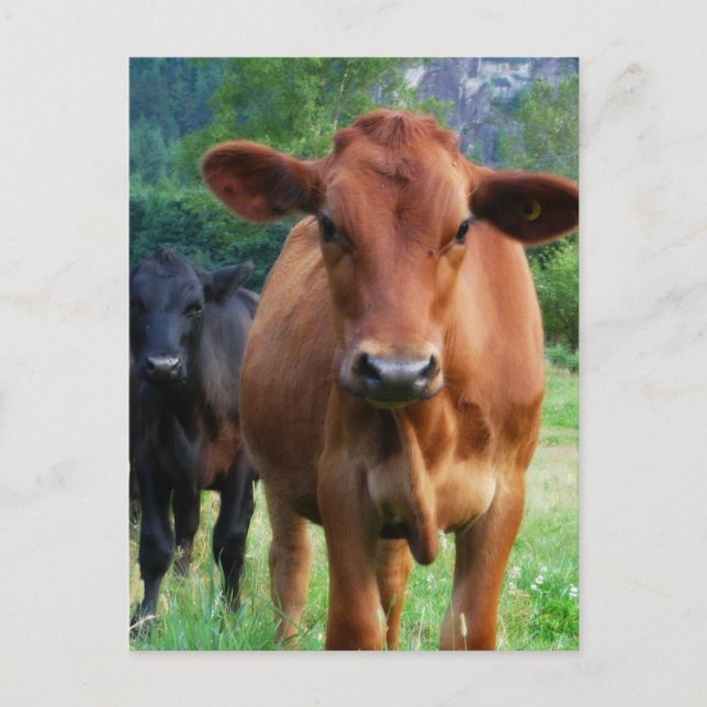 Small Herd of Three Cows Postcard (Front)