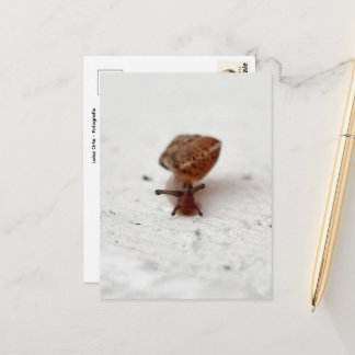 Small Journey – Snail on Light Background Postcard