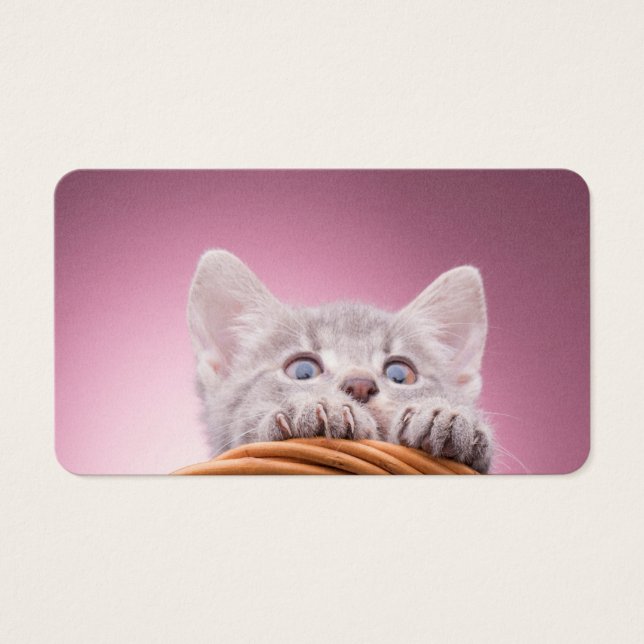 Small kitten (Front)