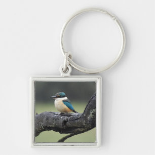 Small Kookaburra Bird Key Ring