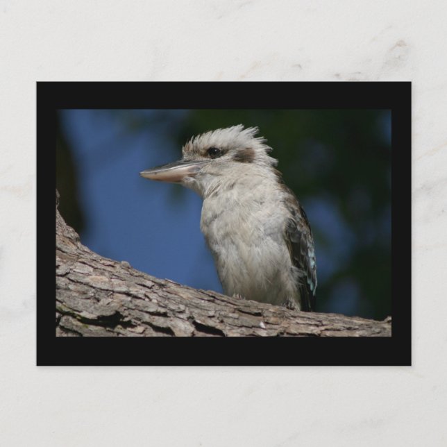 Small kookaburra postcard (Front)