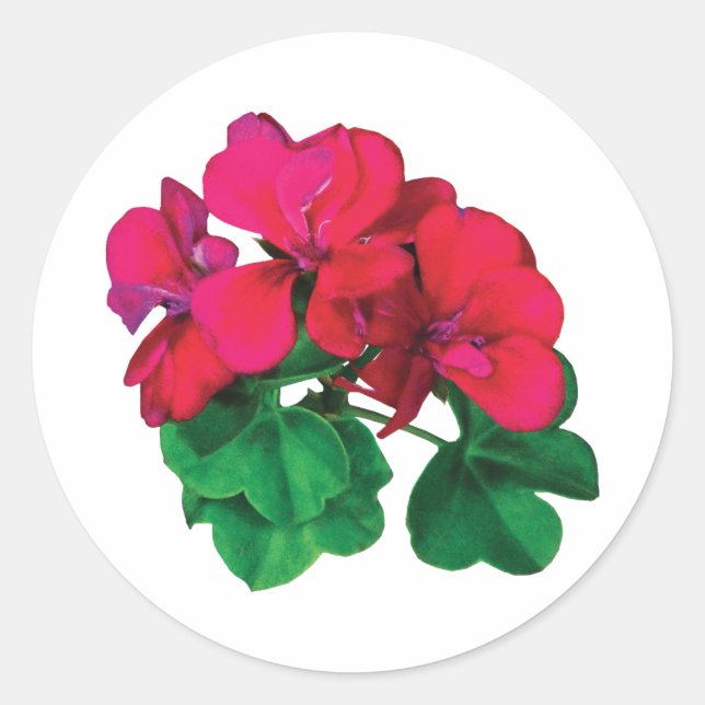 Small Magenta Geraniums Classic Round Sticker (Front)