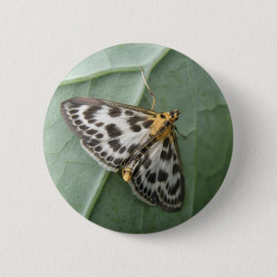 Small Magpie Moth Button