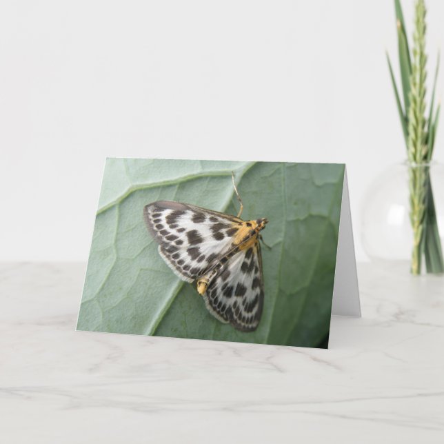 Small Magpie Moth Greeting Card (Front)